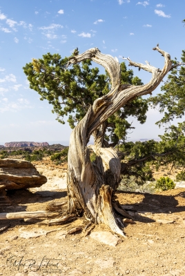 Canyonlands National Park June 2025